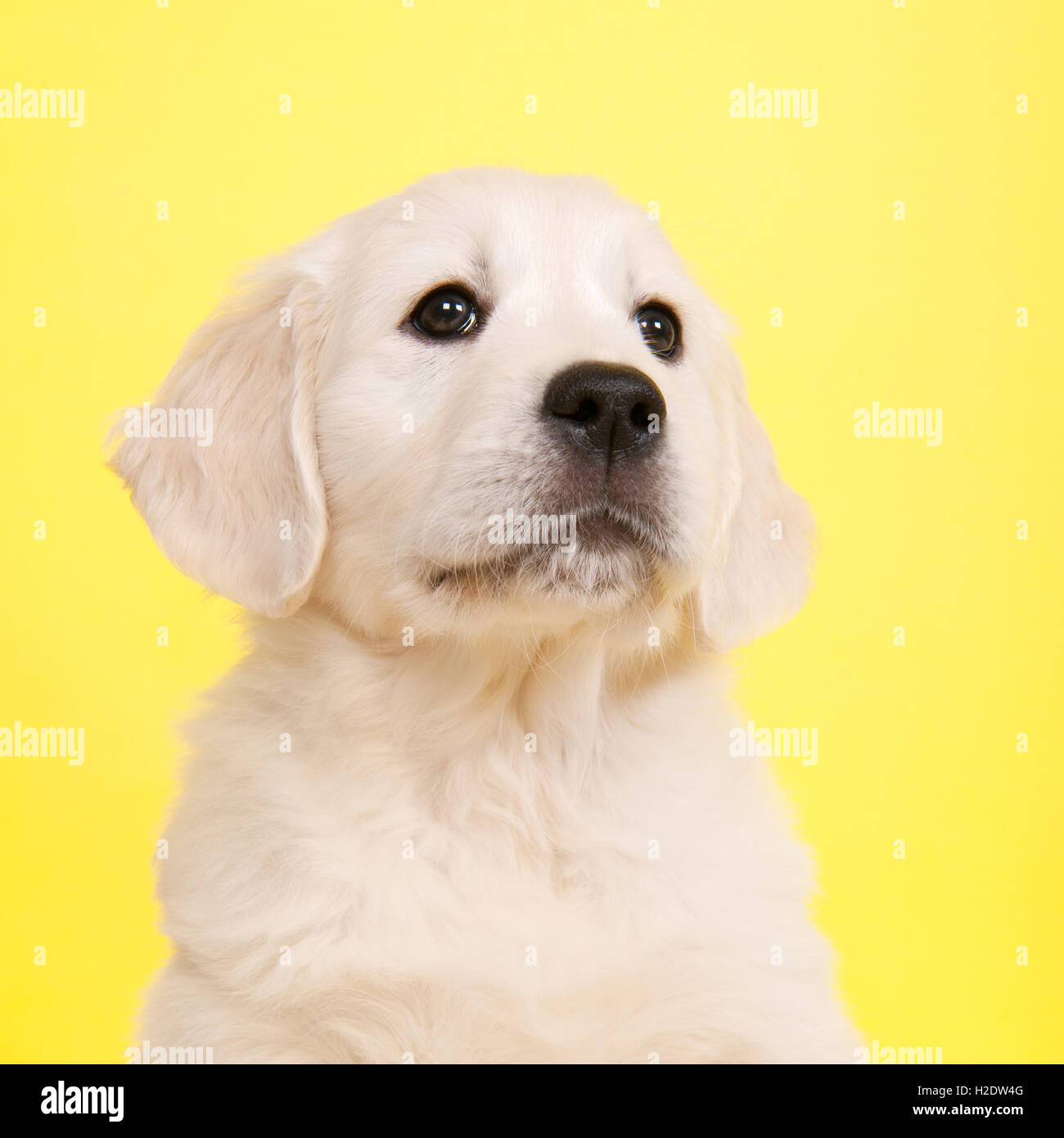 Welpen golden Retriever Stockfoto