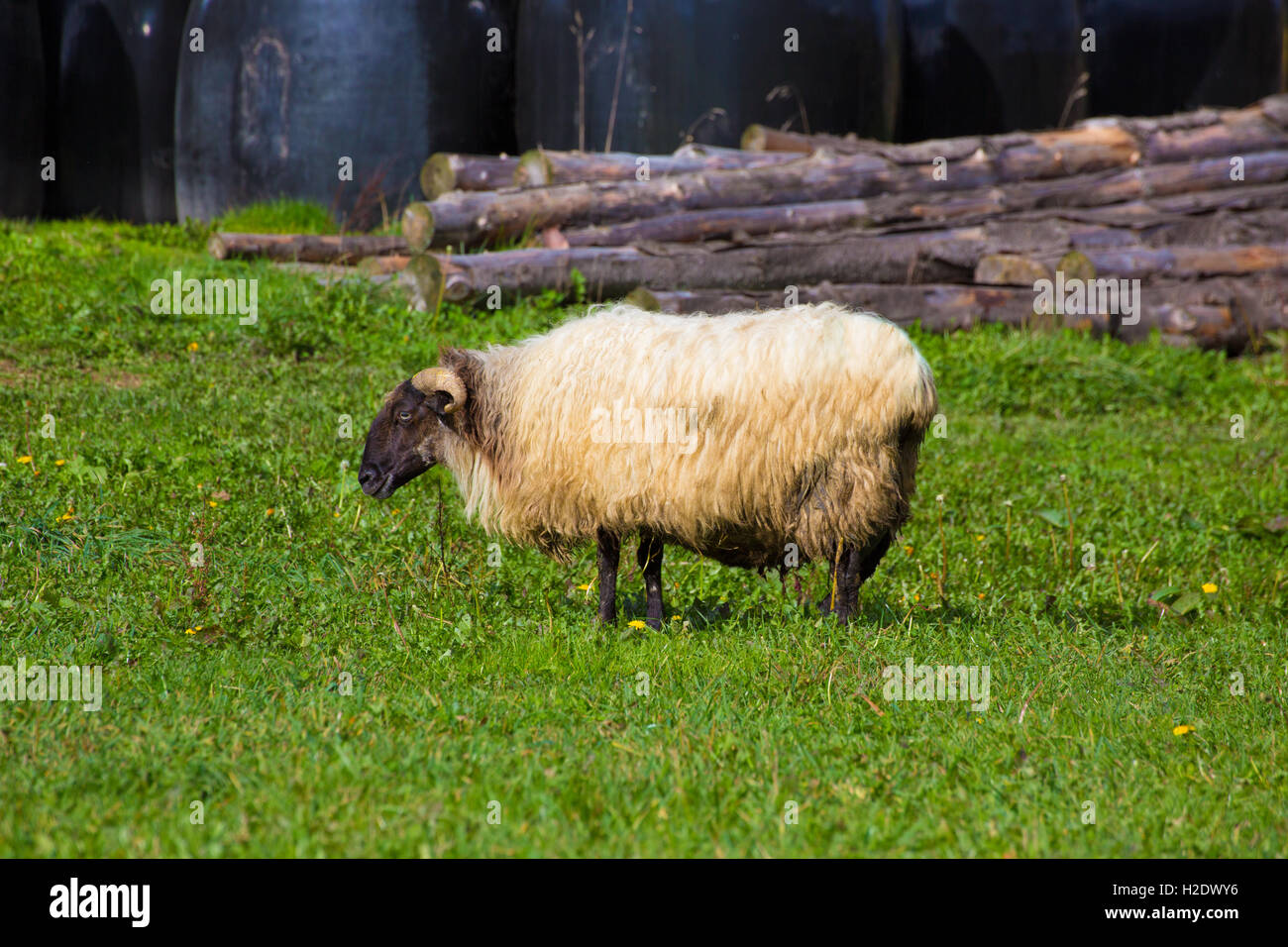Latxa Schafe in den Pyrenäen von Navarra in Wiese weiden Stockfoto