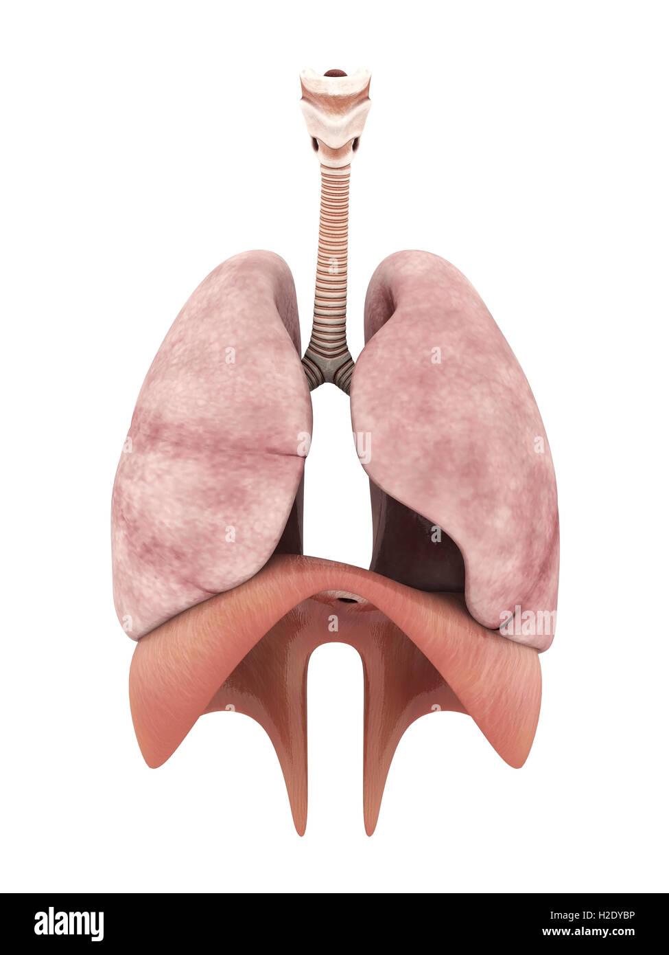 Modell der Lunge Stockfoto