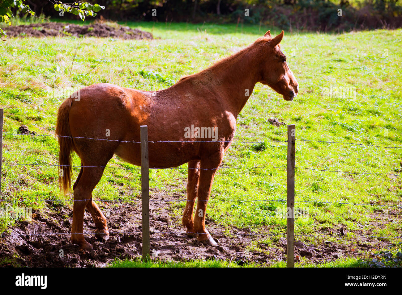 Braune Pferd in der Nähe von Zaun in Navarra Wiese in der Nähe Pyrenäen Stockfoto