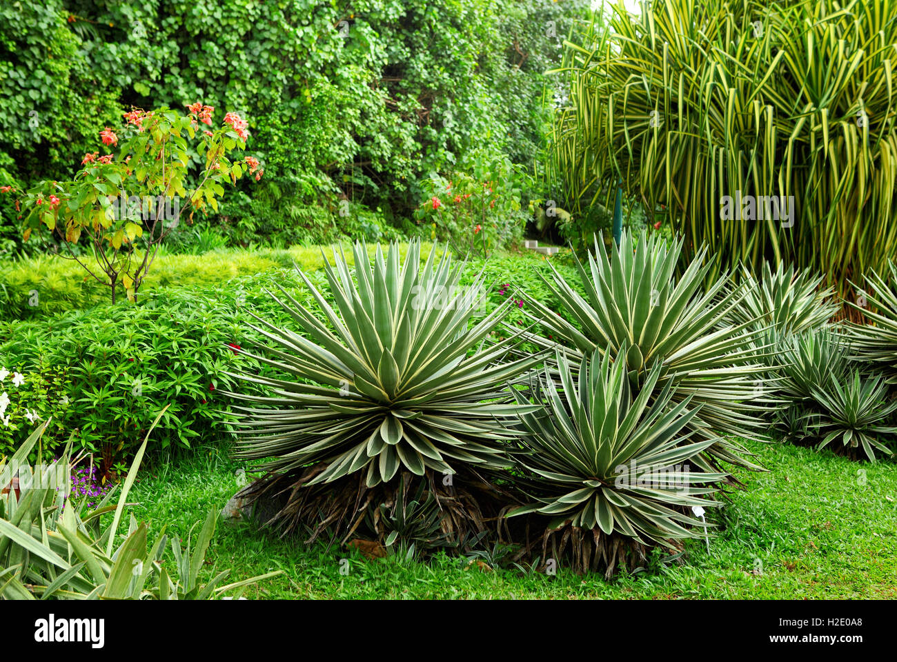 Grüne Pflanze im Garten Stockfoto