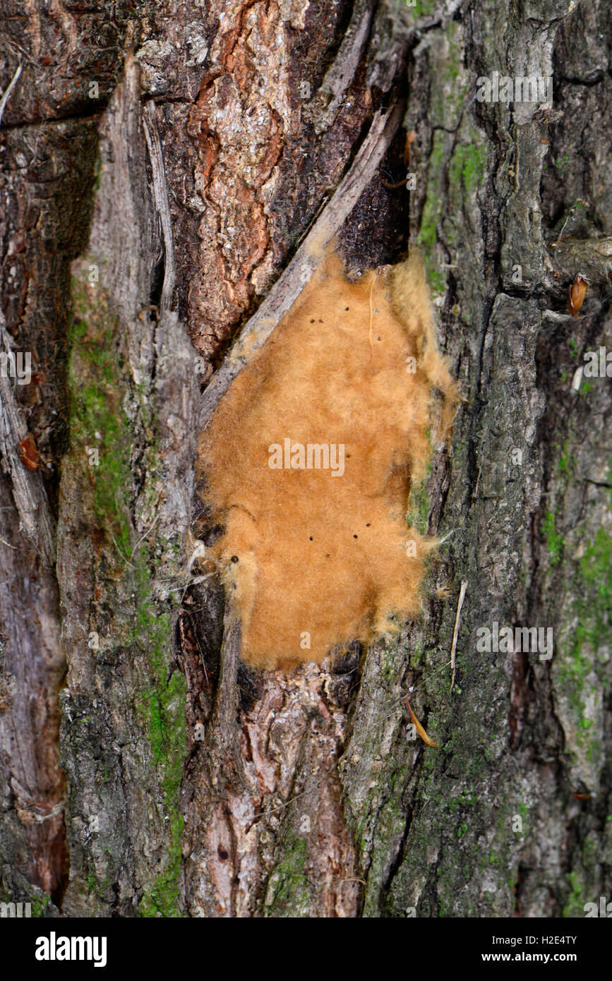 Schwammspinner (Lymantria Dispar). Ei-Cluster auf der Rinde einer Eiche. Deutschland Stockfoto