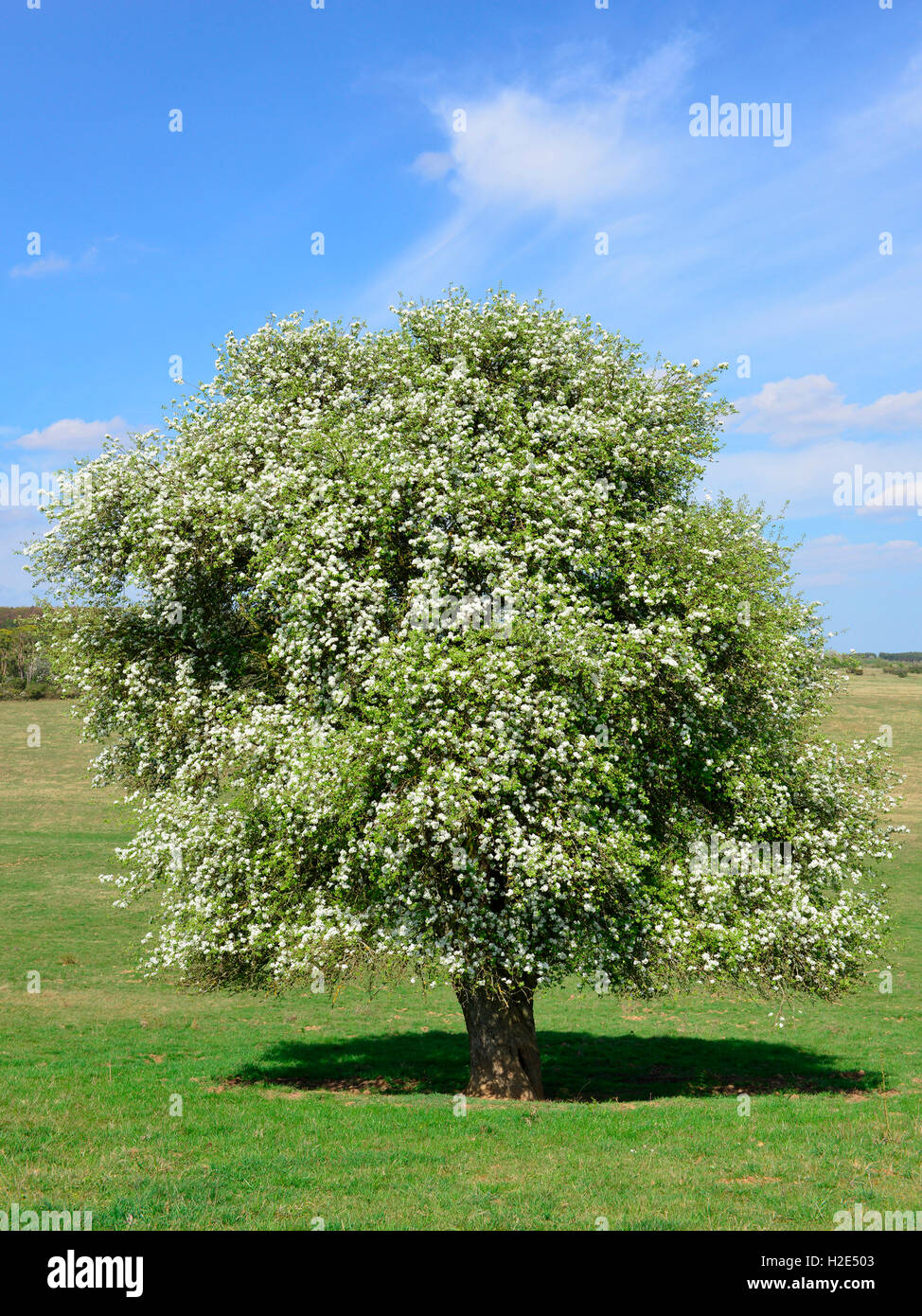 Wildbirne (Pyrus Pyraster), blühender Baum im Frühling. Deutschland