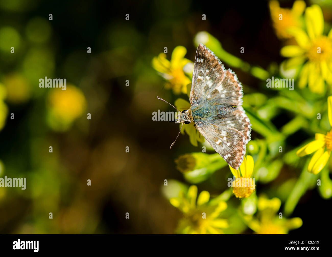 Salbei Skipper, Muschampia Proto, Schmetterling auf blühenden Thymian, Andalusien, Spanien. Stockfoto