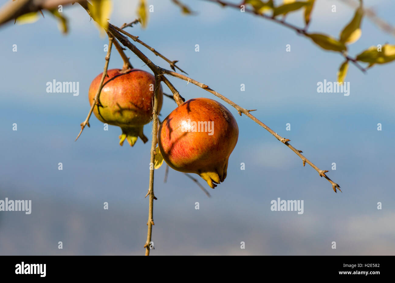 Reife Granatäpfel (Punica Granatum) hängen am Baum, Andalusien, Spanien. Stockfoto