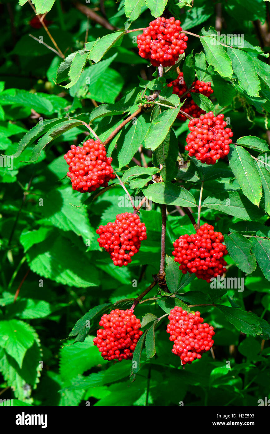 Roter Holunder (Sambucus Racemosa). Zweig mit reifen Früchten. Deutschland Stockfoto