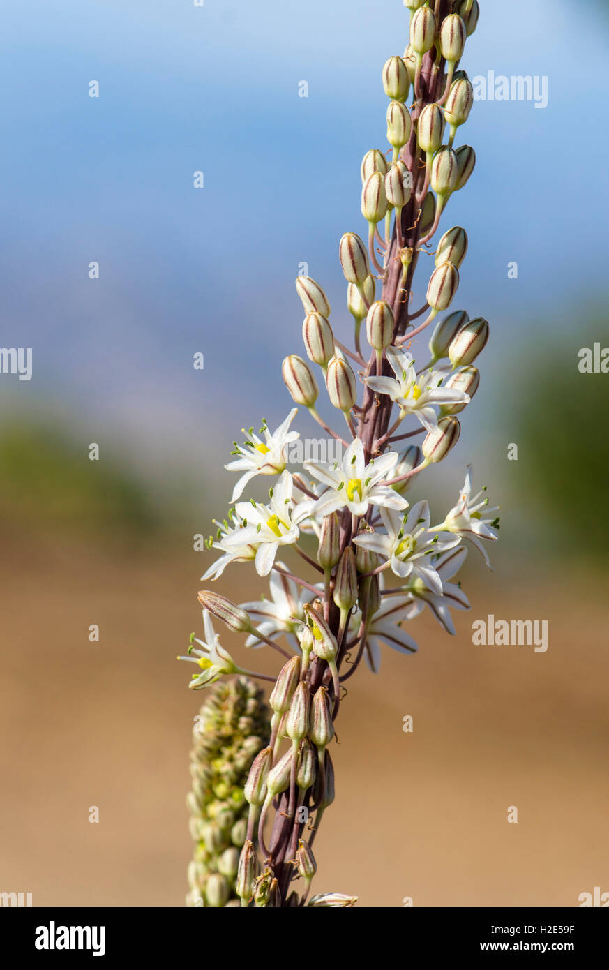 Drimia Maritima, Meer Blaustern, Meer Zwiebel, Pflanzen in Blüte, Andalusien, Spanien. Stockfoto