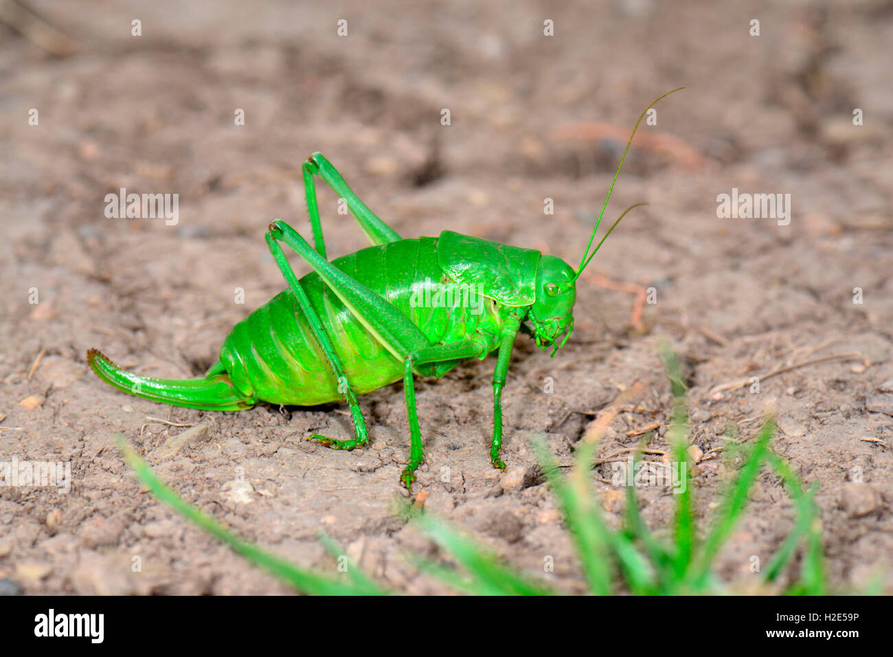 Große Säge-tailed Bush Cricket (Polysarcus haben), weibliche auf Boden. Deutschland Stockfoto