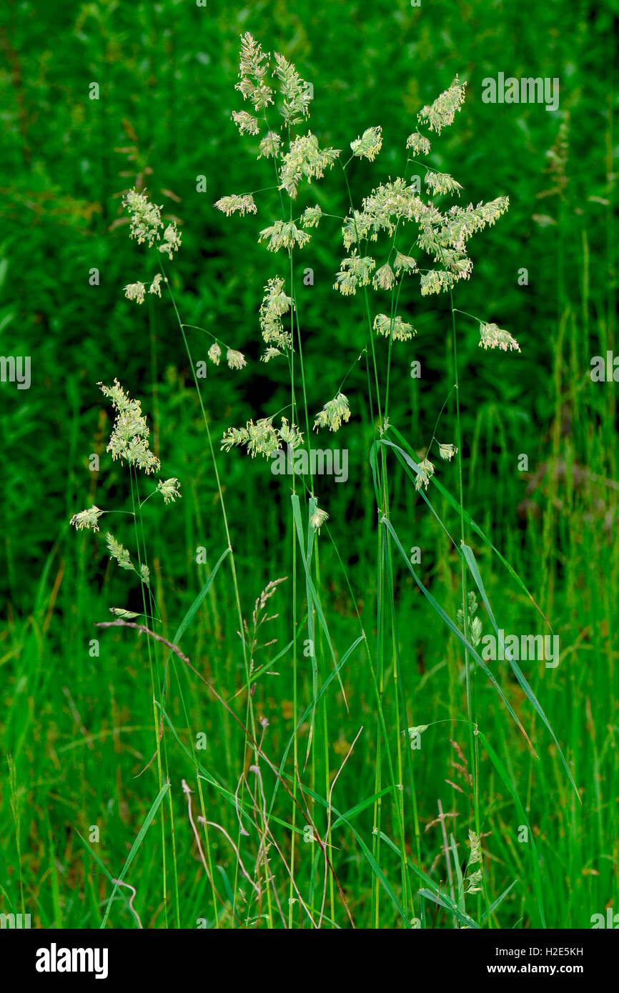 Orchard Grass Dactylis Glomerata Stockfotos und bilder Kaufen Alamy