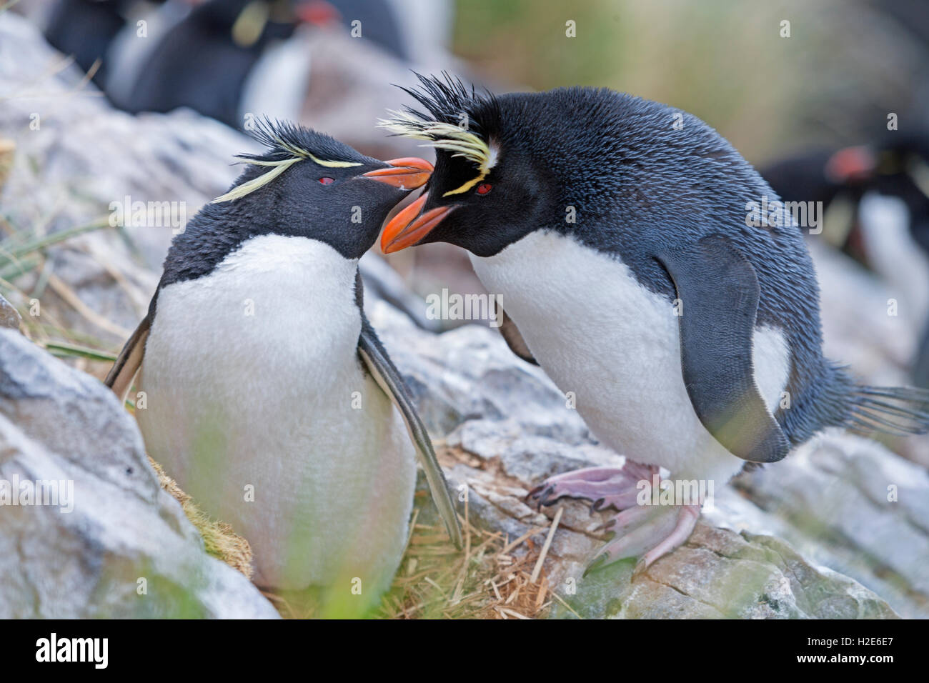 Rockhopper Pinguine (eudyptes chrysocome), Falklandinseln, South Atlantic Stockfoto