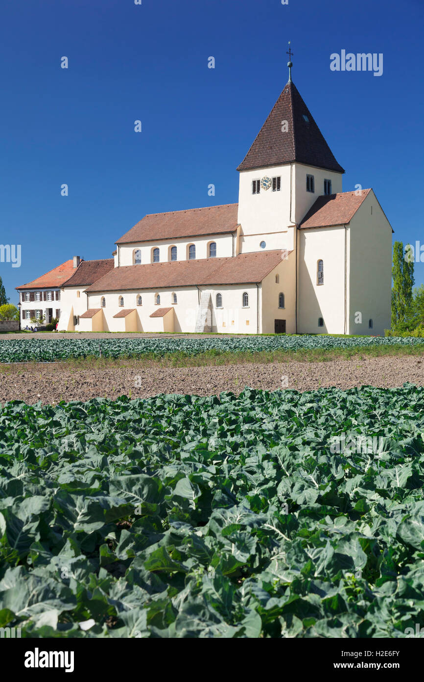 St. Georgs-Kirche, pflanzliche Felder vor, Obernzell, Insel Reichenau, Bodensee, Baden-Württemberg, Deutschland Stockfoto