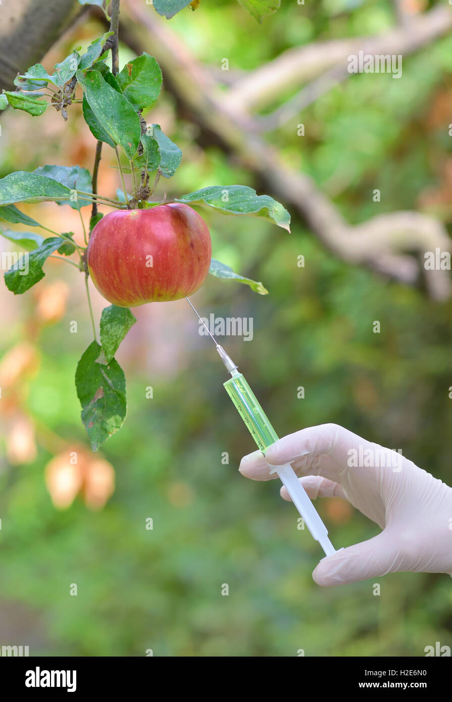 Einspritzen von Flüssigkeit, roten Apfel mit Spritze im Obstgarten Stockfoto