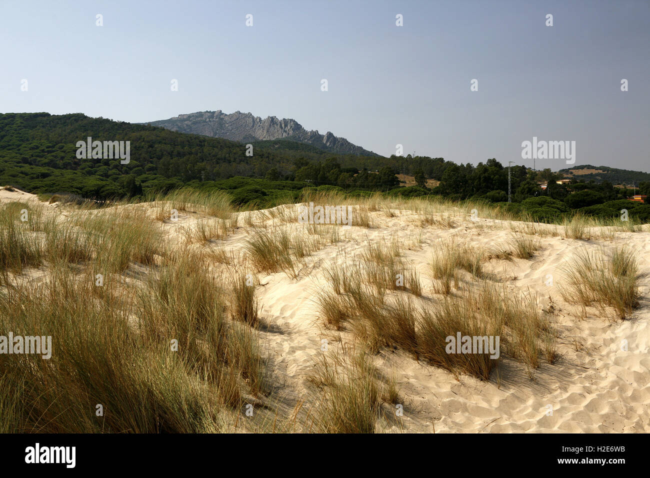 Europäische Dünengebieten Grass oder Strandhafer (Ammophila Arenaria) auf der Düne, Duna de Bolonia, Parque Natural del Estrecho driften Stockfoto