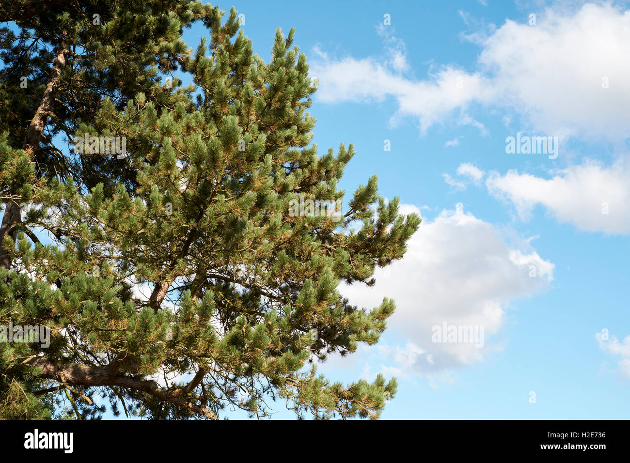 Kiefer (Pinus Sylvestris) Baum mit Tannenzapfen, UK. Stockfoto