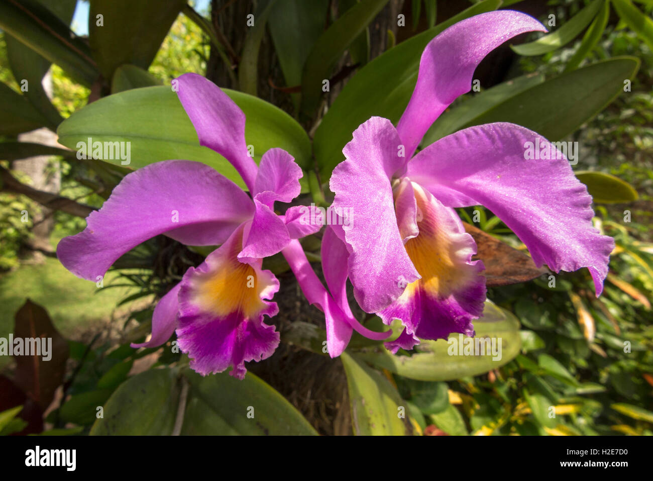 Indonesien, Bali, Kuta, Poppies Gang 1, Poppies Cottages, lila Orchideen wachsen im Garten Stockfoto