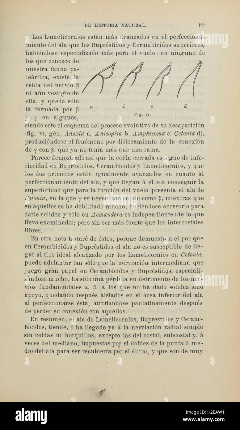 Boletín De La Sociedad Española de Historia Natural (Seite 197) Stockfoto