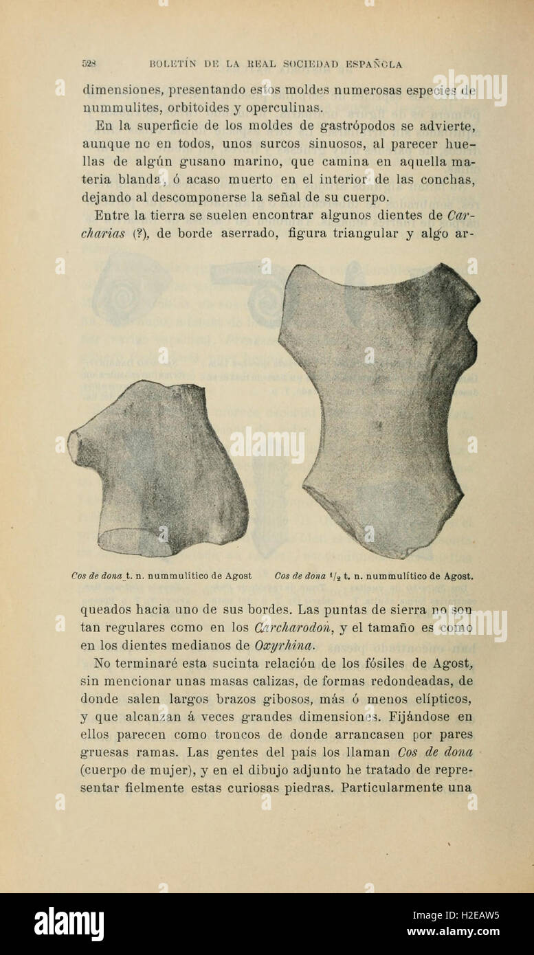 Boletín De La Sociedad Española de Historia Natural (Seite 528) Stockfoto