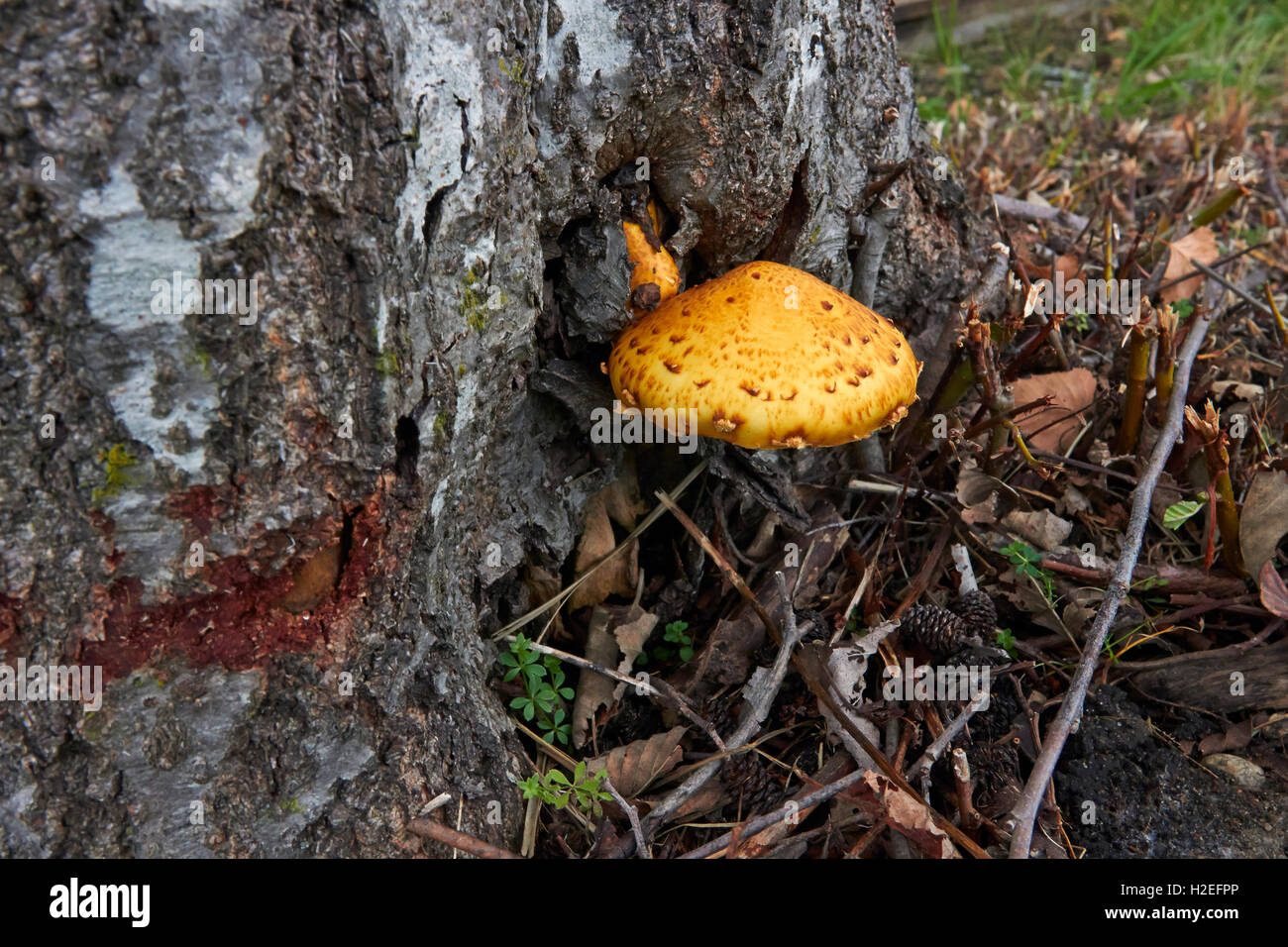 Pholiota Limonella Pilzzucht auf Baumstamm, Finnland Stockfoto