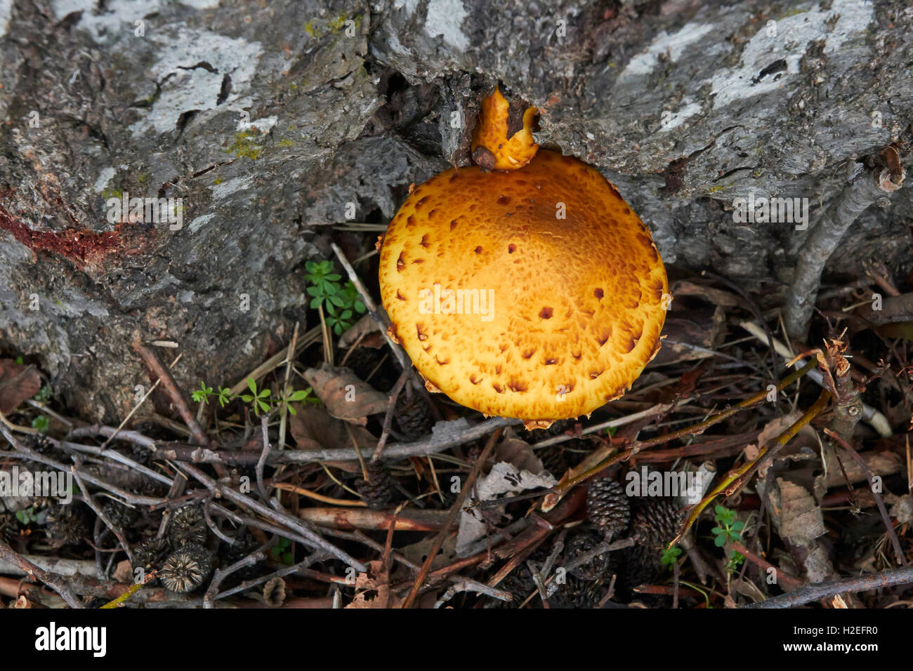 Pholiota Limonella Pilzzucht auf Baumstamm, Finnland Stockfoto
