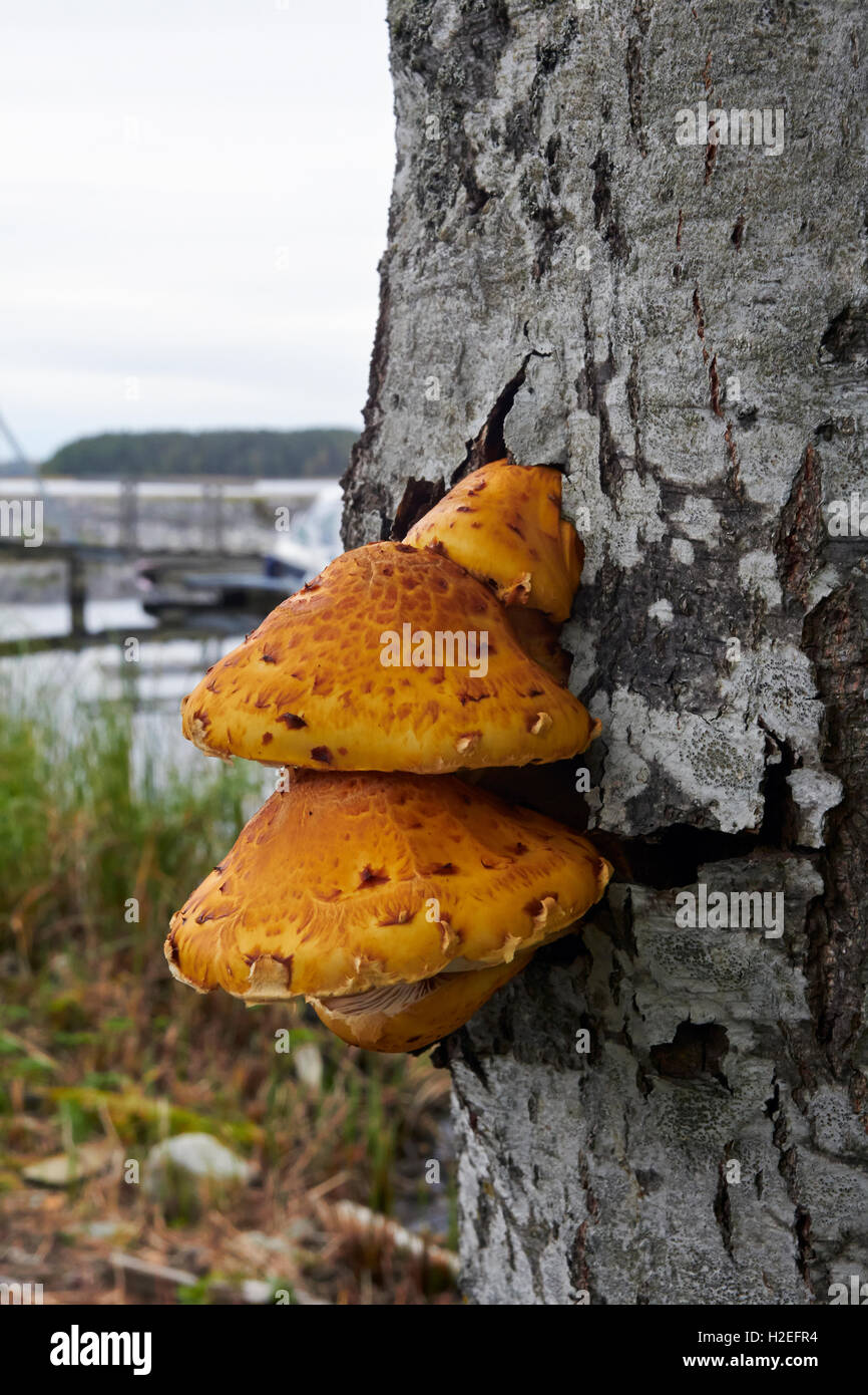 Pholiota Limonella Pilzzucht auf Baumstamm, Finnland Stockfoto