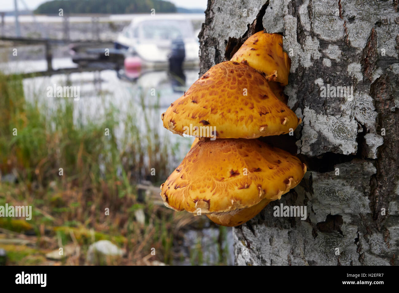 Pholiota Limonella Pilzzucht auf Baumstamm, Finnland Stockfoto