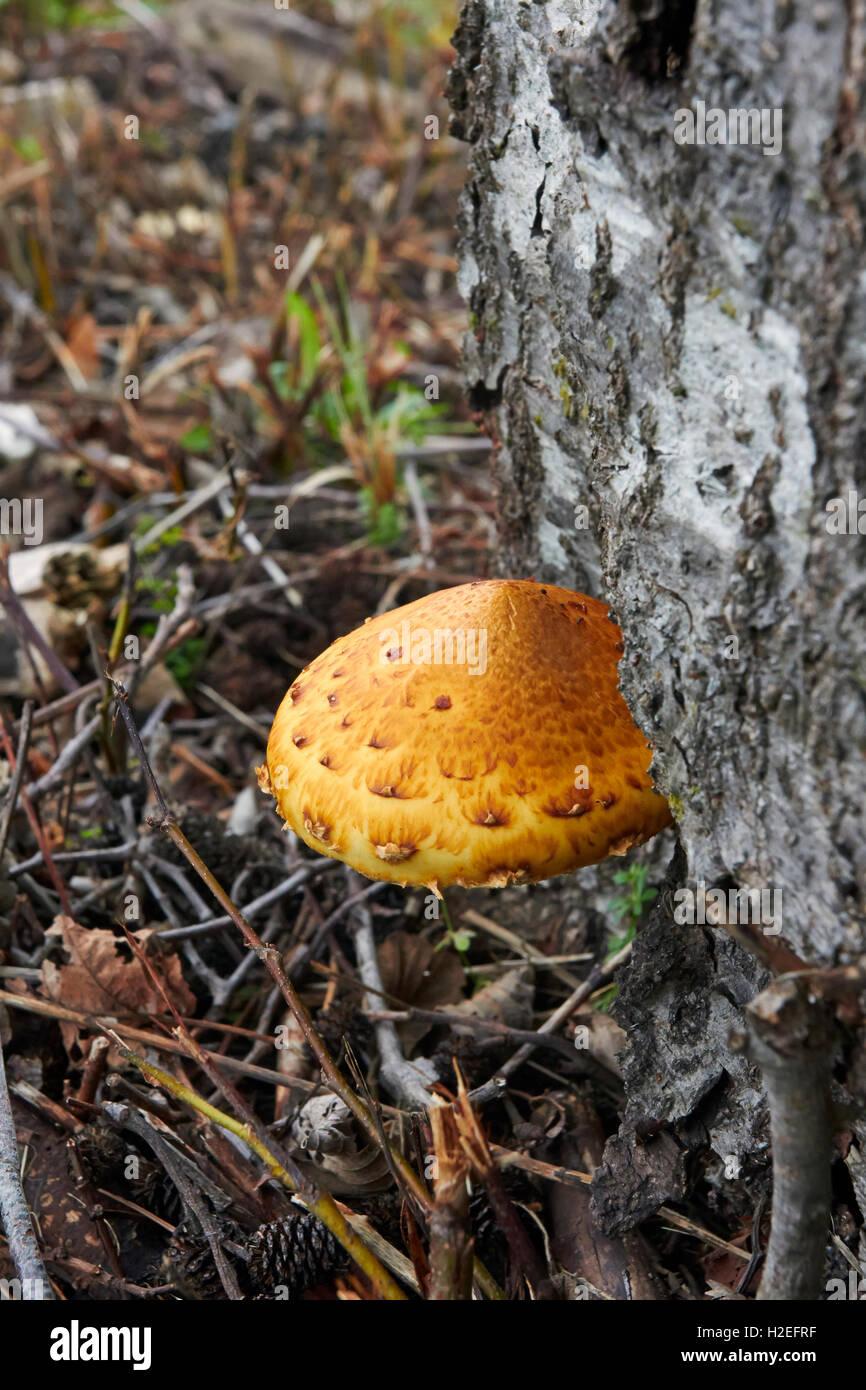 Pholiota Limonella Pilzzucht auf Baumstamm, Finnland Stockfoto
