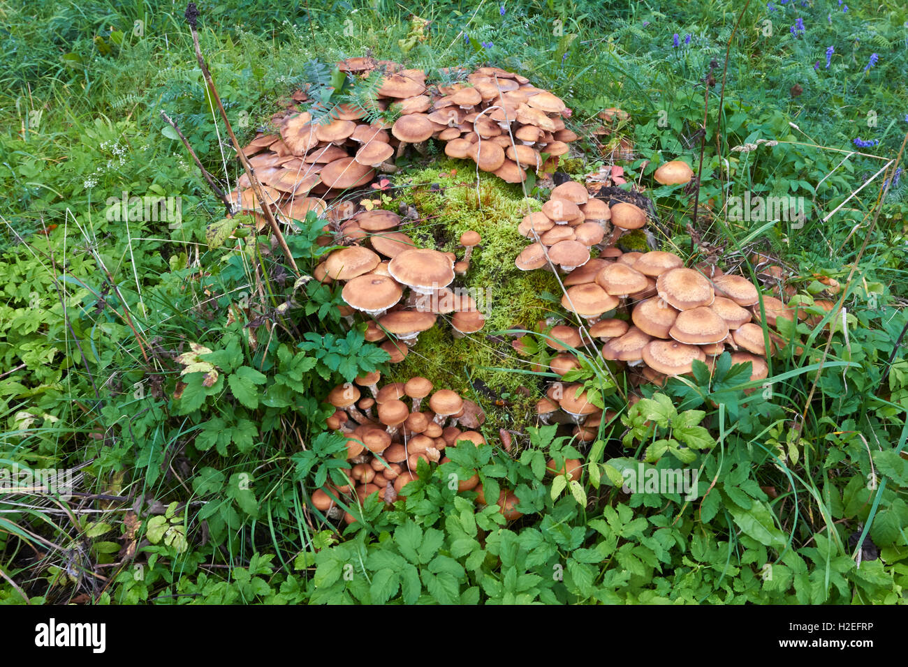 Baumstumpf verfallenden durch Pilz Stockfoto