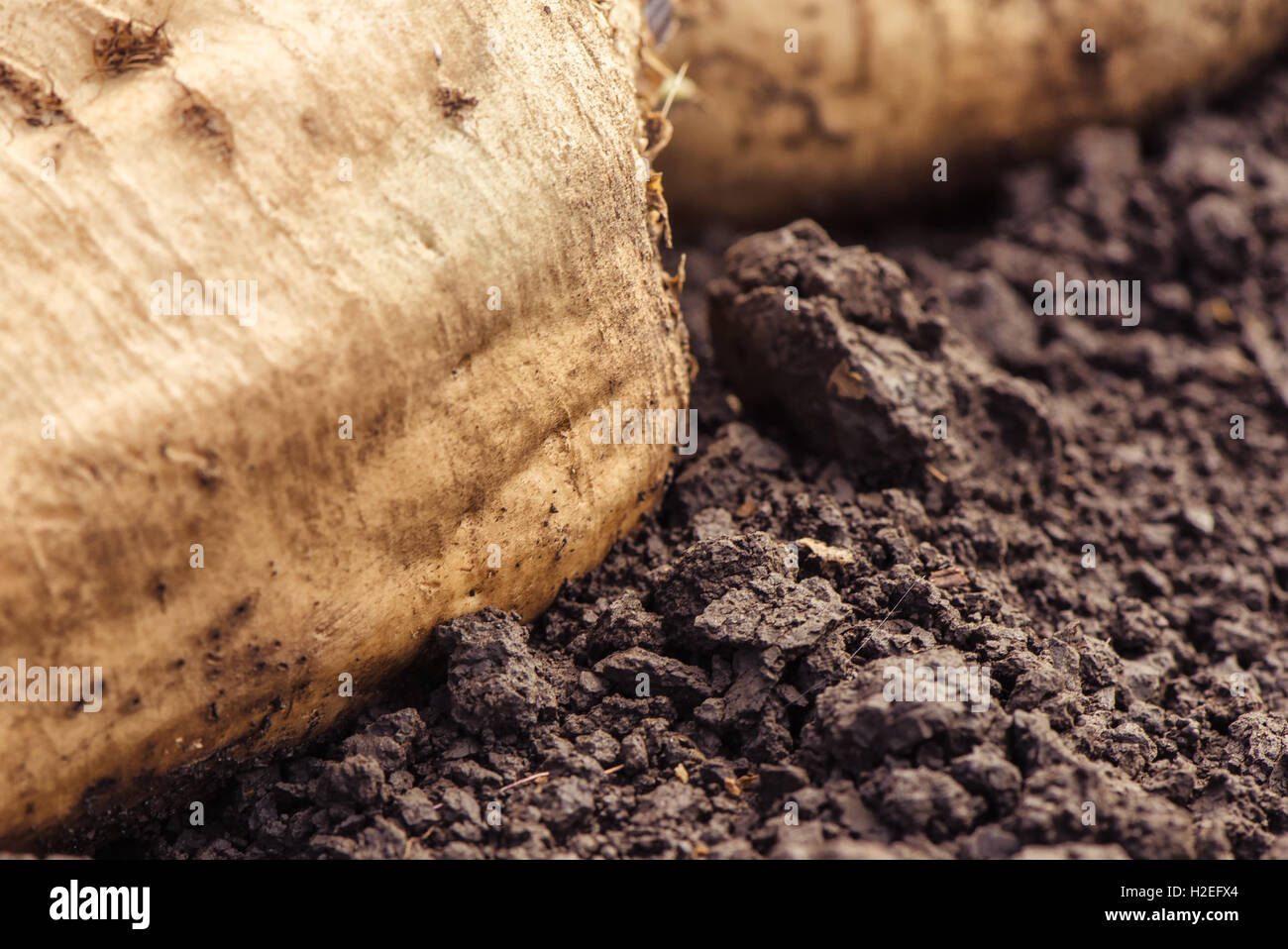 Geernteten Zuckerrüben Ernte Wurzel Haufen auf dem Boden, selektiven Fokus Stockfoto