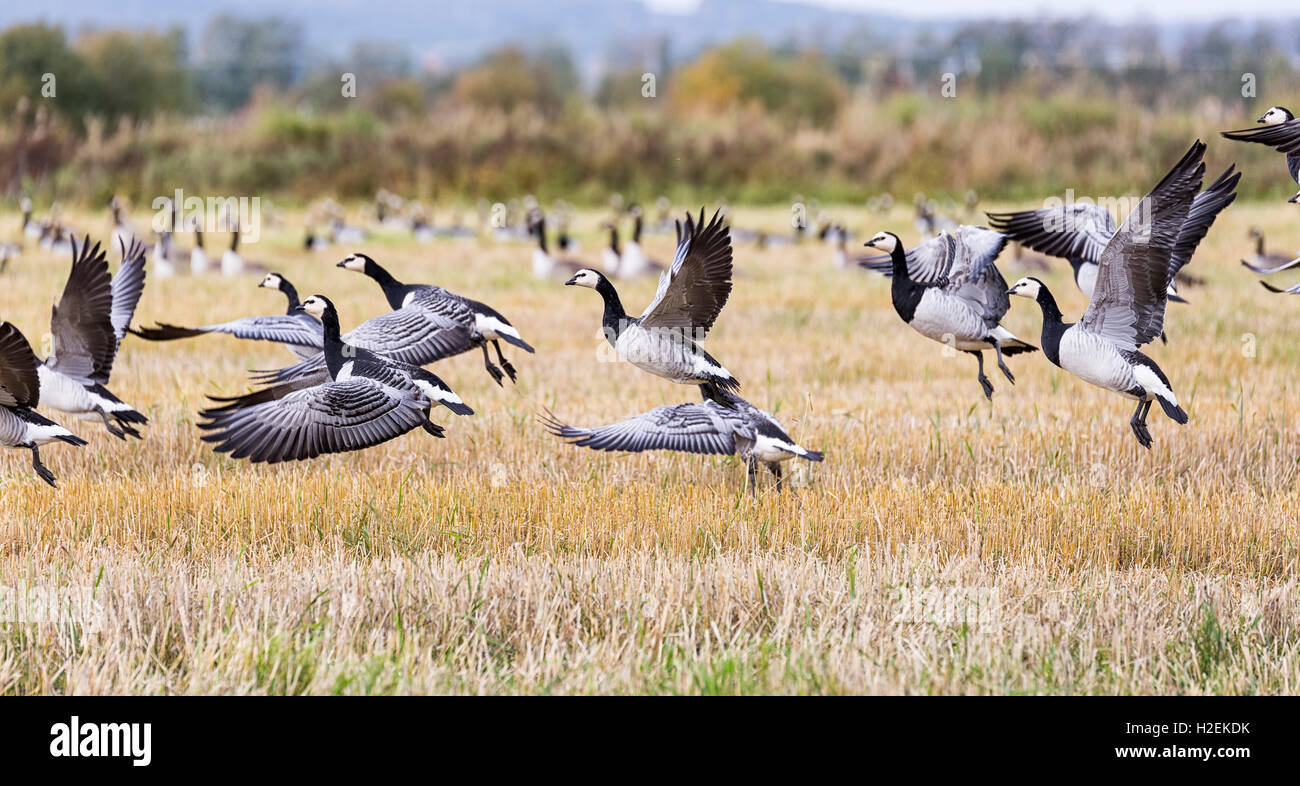 Herde von Kanada Gänse fliegen über Feld-Hof. Stockfoto