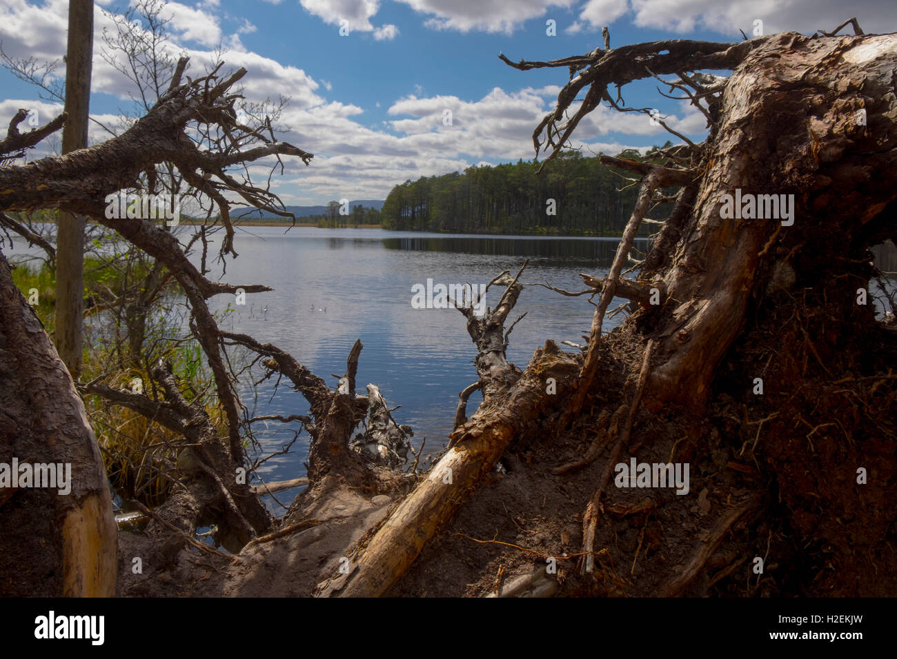 Loch Mallachie, Naturschutzgebiet Abernethy, Cairngorm National Park Highlands, Schottland, UK Stockfoto