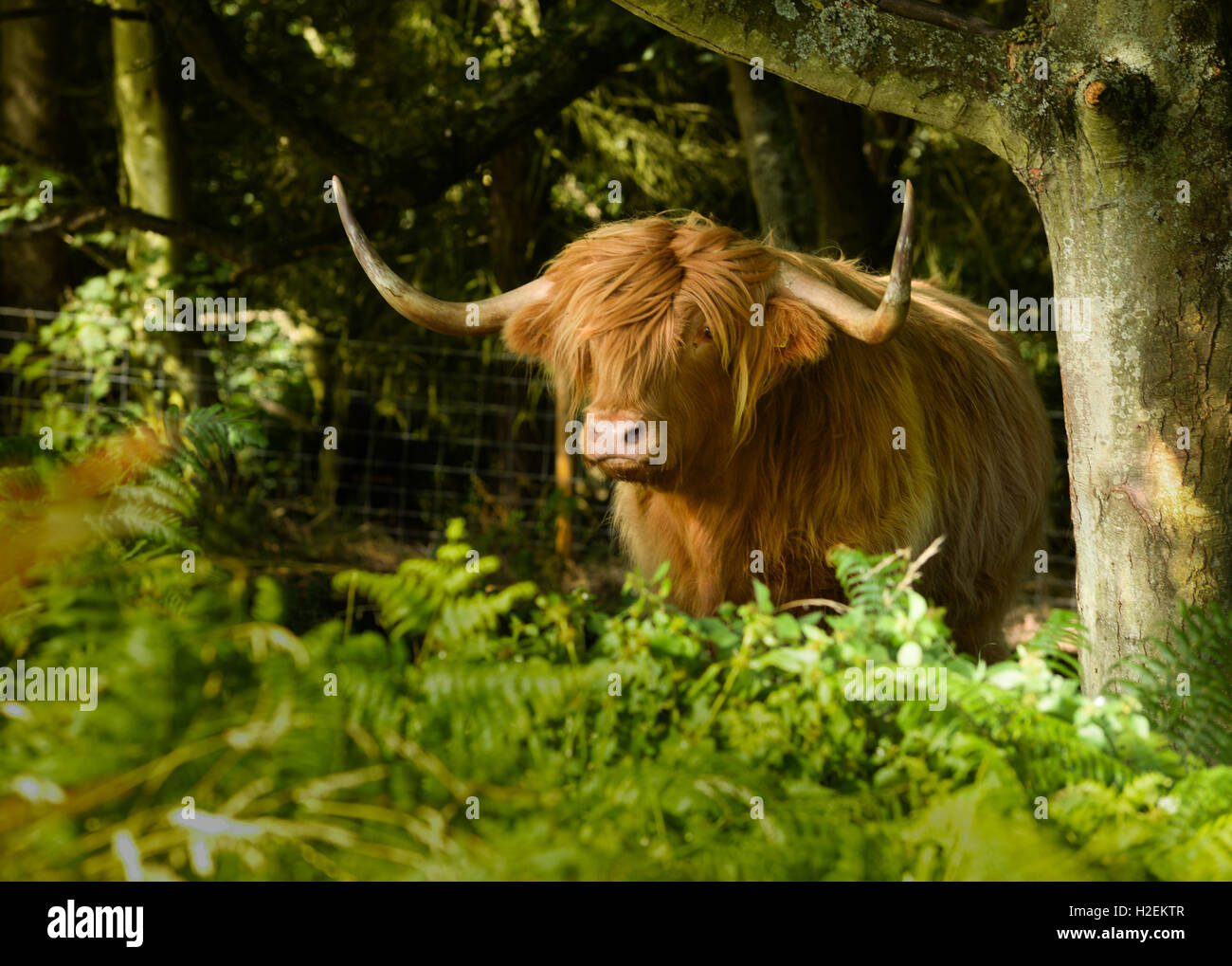 Ein Highland Kuh unter Farn und Wald. Stockfoto