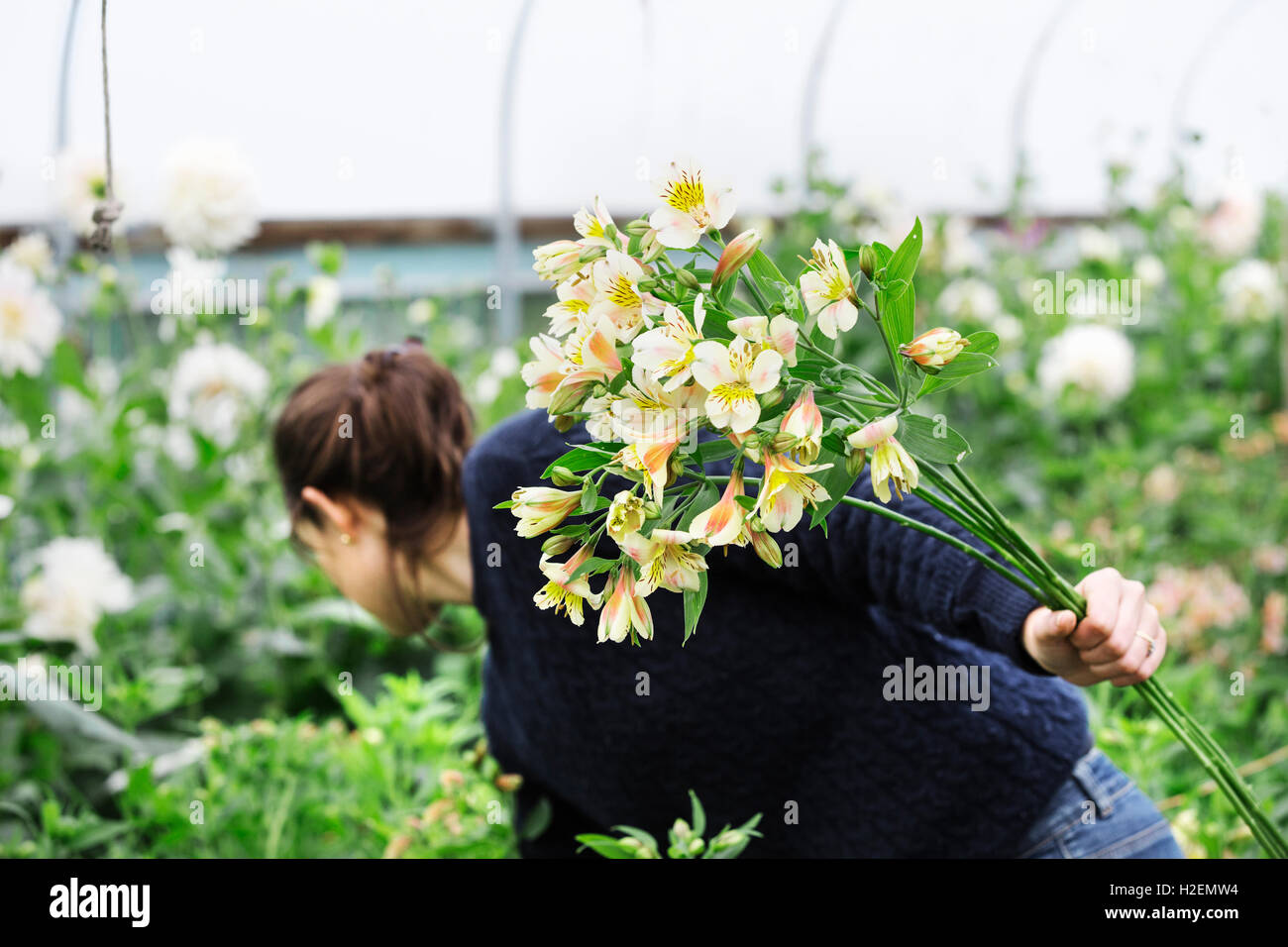 Eine Frau, die Kommissionierung Schnittblumen aus Stecklingen Betten in einem Folientunnel. Stockfoto