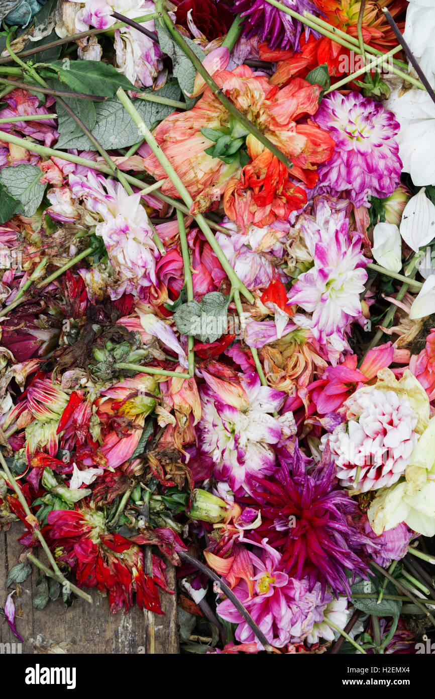 Ein Kompost-Behälter mit Schnittblumen und Pflanzen auf der Oberseite. Stockfoto