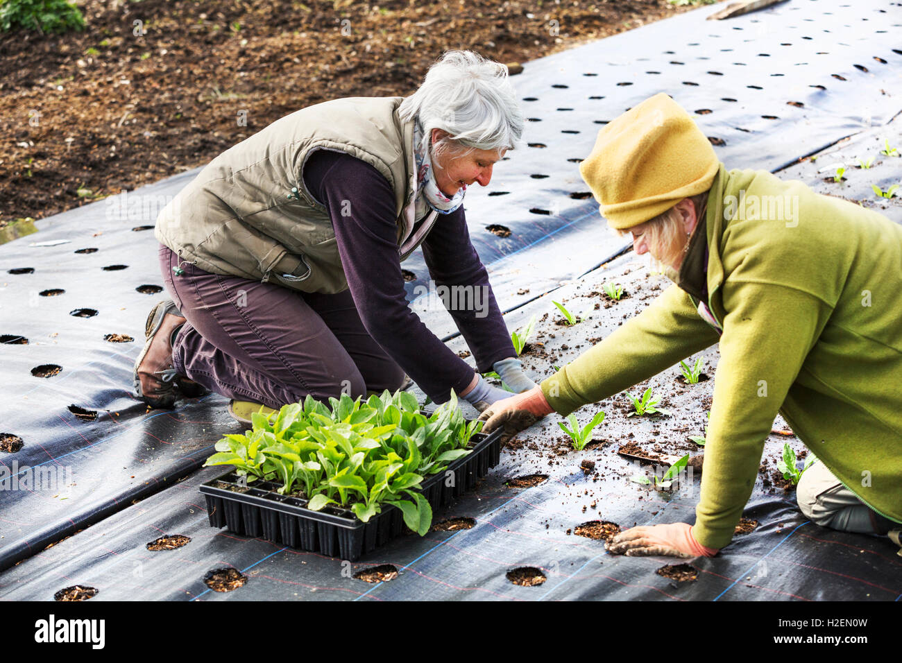 Zwei Personen Setzling Pflanzen Pflanzen Stecker in den Boden, in Löchern, die Feuchtigkeit binden Unkraut Surpressing Material gegründet... Stockfoto