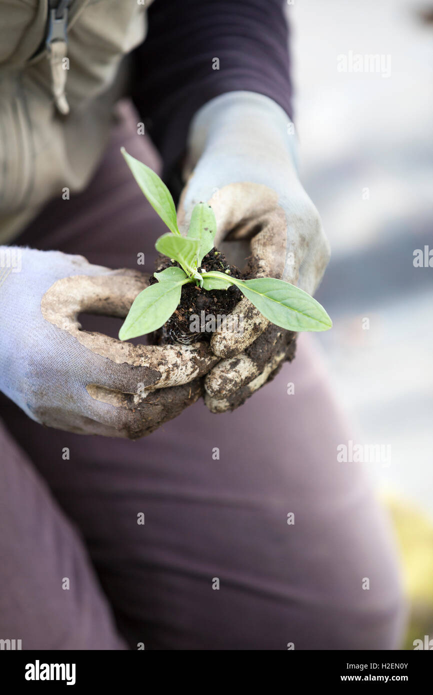 Eine Person Knien und halten kleine Stecker Pflanzen zum Anpflanzen. Stockfoto