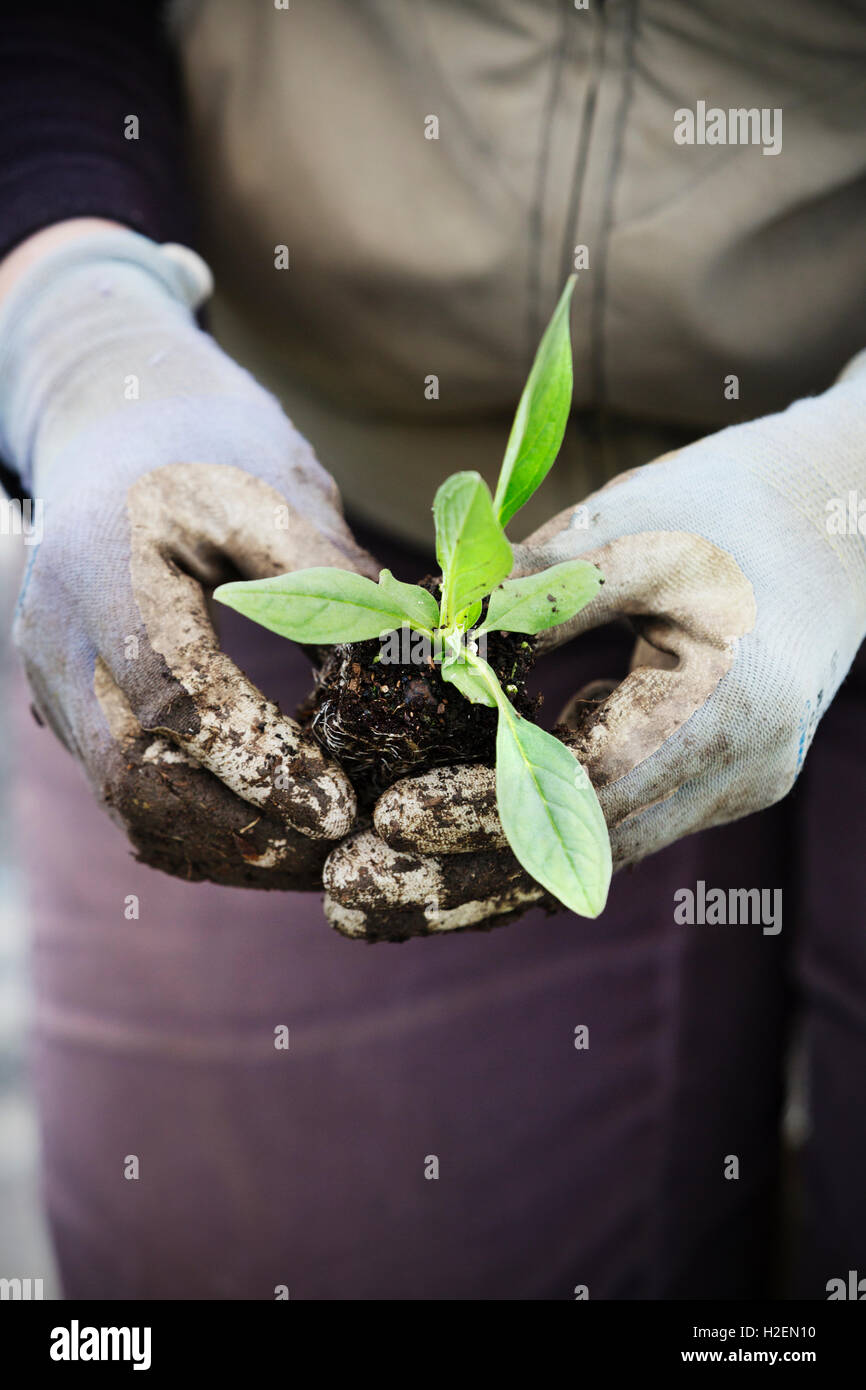 Eine Person Knien und halten kleine Stecker Pflanzen zum Anpflanzen. Stockfoto
