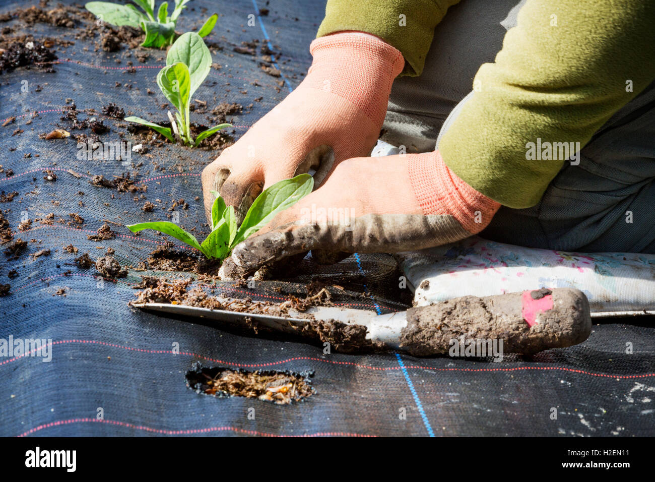 Eine Person kniend und kleine Pflanze Pflanzen Stecker mit Wurzel Netzwerke in eine Boden-Bett mit Feuchtigkeit binden Matten bedeckt. Stockfoto