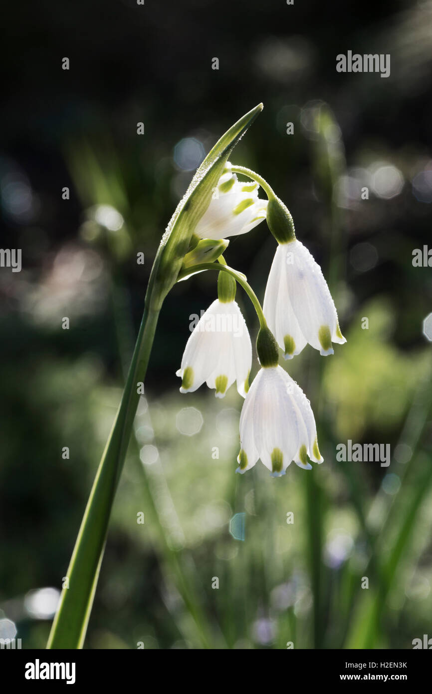 Schneeglöckchen, zarten weißen Blüten an einem grünen Stiel. Stockfoto