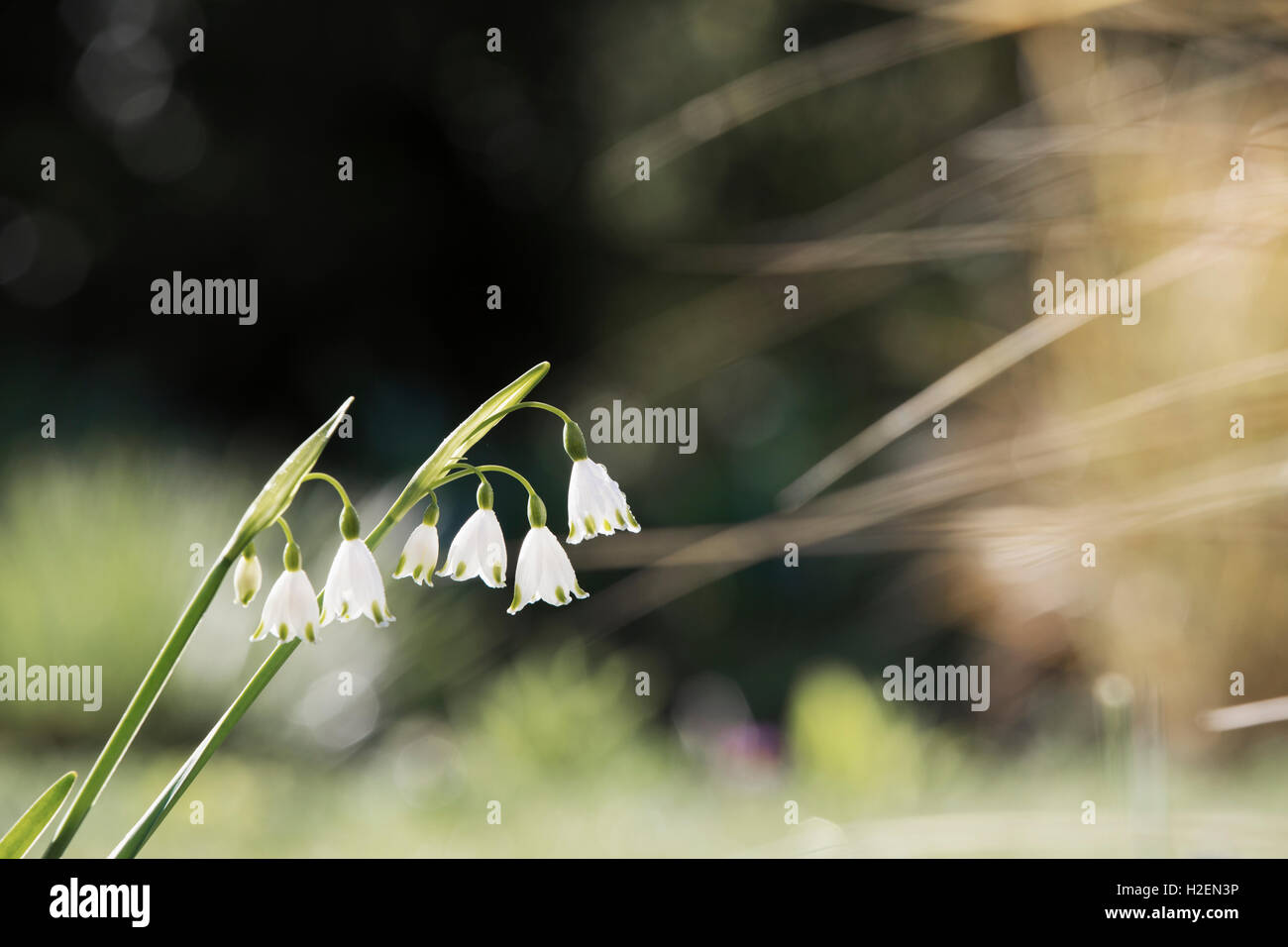 Kleine weiße Blüten an einem grünen Stiel. Schneeglöckchen. Stockfoto