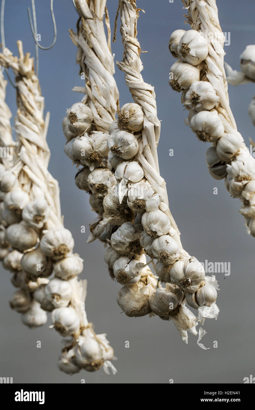 Knoblauch Zwiebeln geflochten, von ihren Stielen aufhängen. Stockfoto