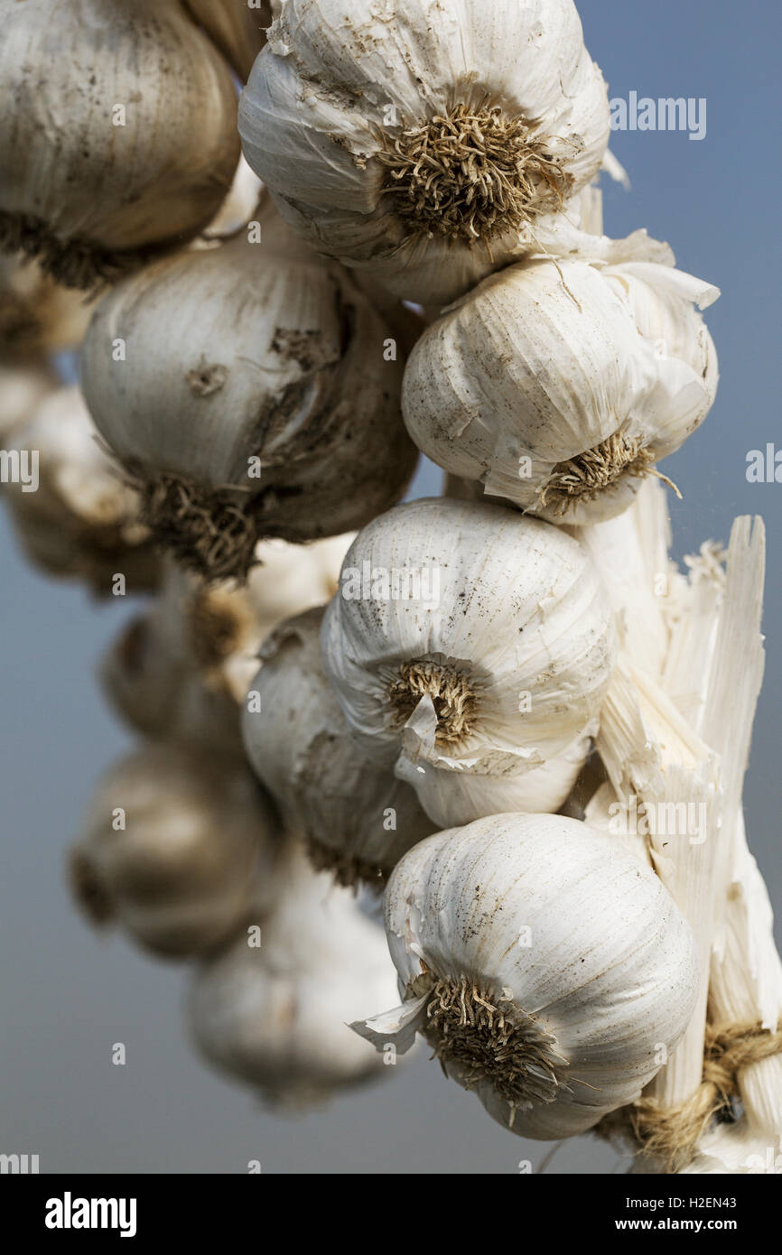 Knoblauch Zwiebeln geflochten, von ihren Stielen aufhängen. Stockfoto