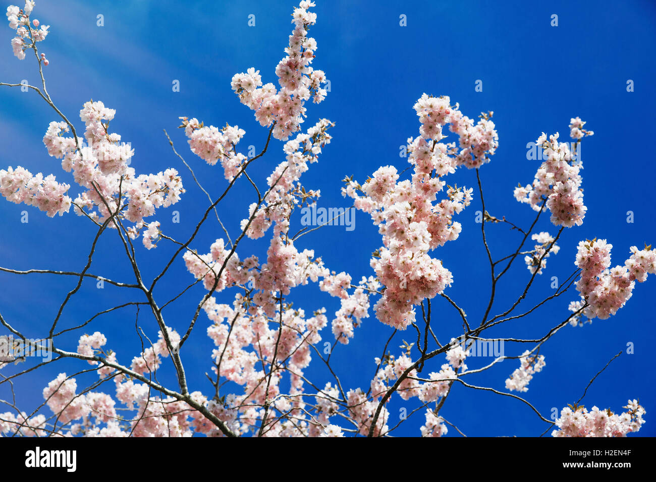 Rosa Frühling Blüten auf einem Baum vor einem blauen Himmel. Stockfoto
