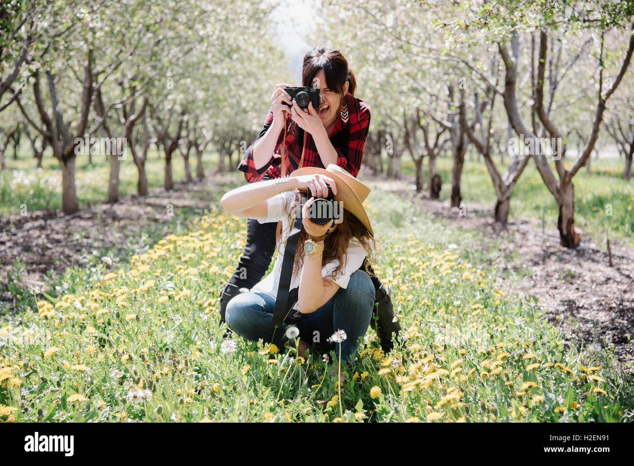 Zwei Frauen mit Kameras, die Aufnahmen in einem Obstgarten. Stockfoto