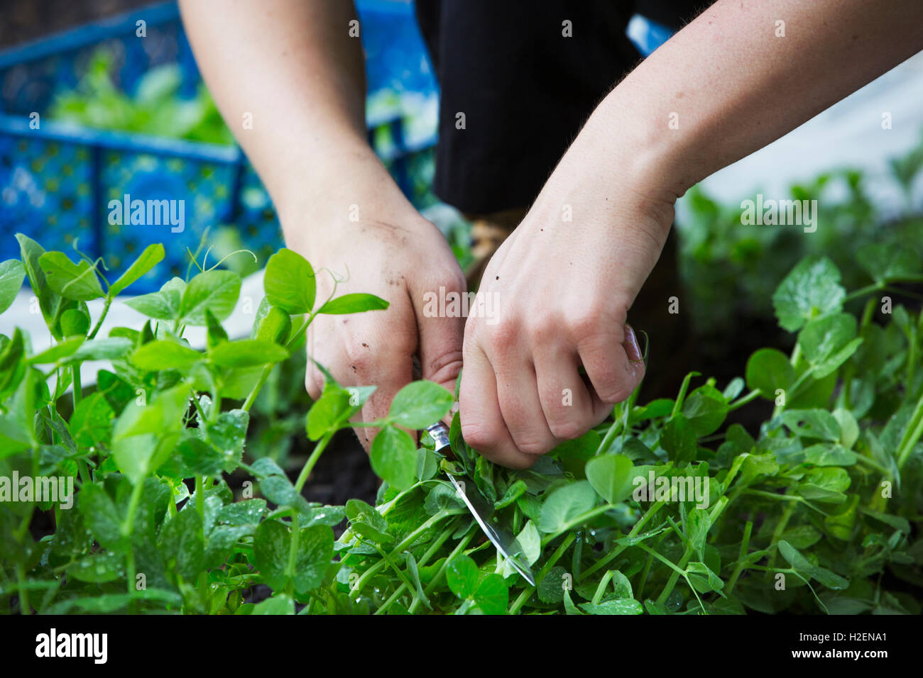 Eine Person Kommissionierung frischen grünen Salat Blätter eines Bestandes. Stockfoto