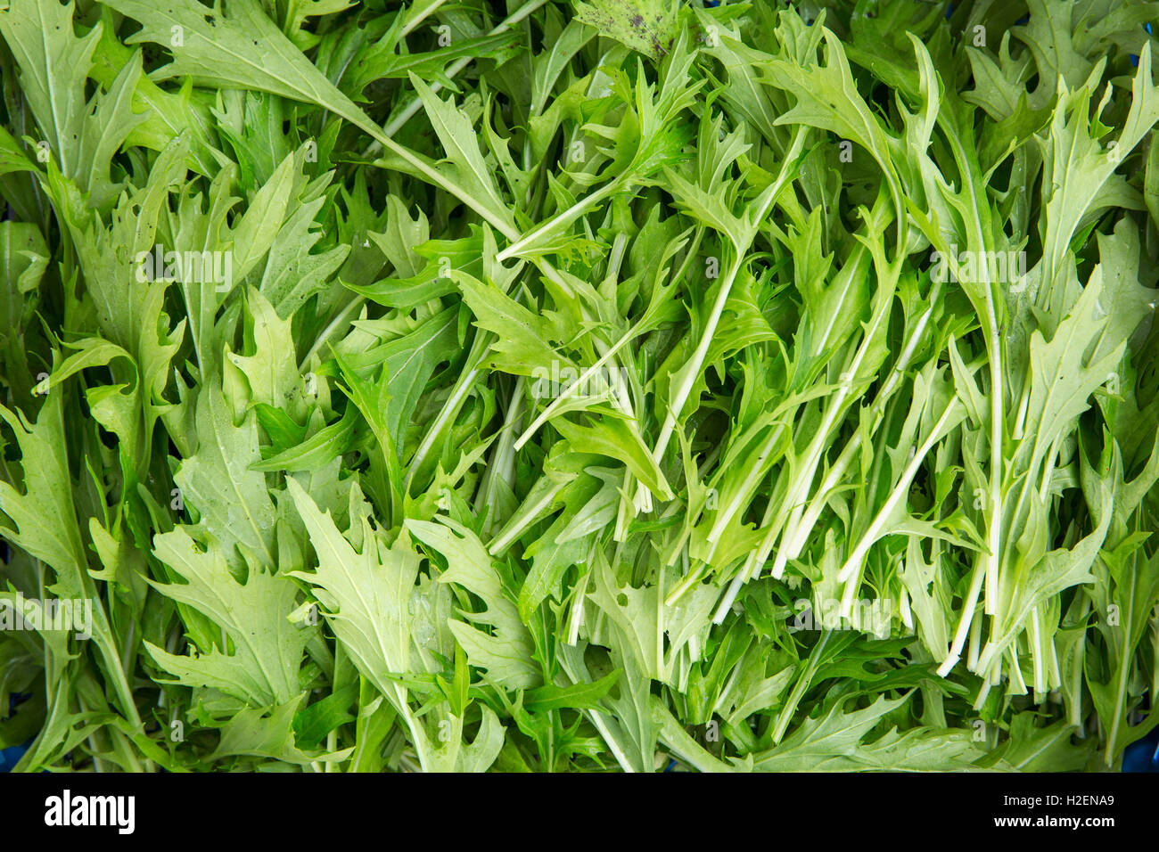 Frische grüne Zweige der Rakete hinterlässt für die Tabelle. Stockfoto