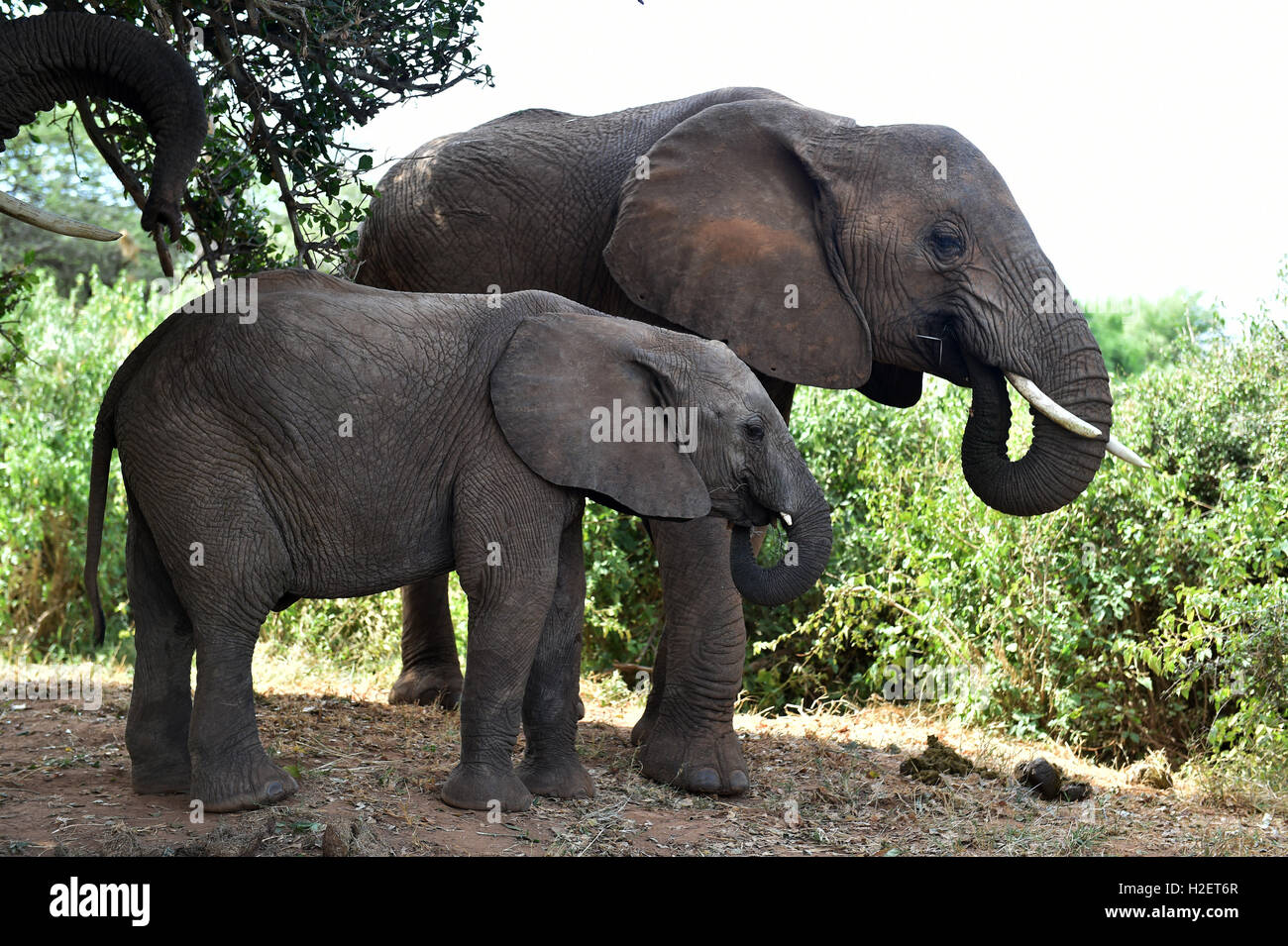 (160927)--SAMBURU, 27. September 2016 (Xinhua)--diese Datei Foto am 1. März 2016 zeigt die Elefanten in Samburu National Reserve, Kenia. Insgesamt Elefantenpopulation Afrikas gesehen hat die schlimmsten Rückgänge in den 25 Jahren vor allem durch Wilderei in den letzten 10 Jahren nach dem afrikanischen Elefanten Statusbericht von der internationalen Union für Conservation of Nature and Natural Resources (IUCN) in der laufenden 17. Sitzung der Konferenz der Vertragsparteien des Übereinkommens über den internationalen Handel mit gefährdeten Gewürze freilebender Tiere und Pflanzen (CITES) in Johannesburg am Sonntag ins Leben gerufen. Der echte d Stockfoto