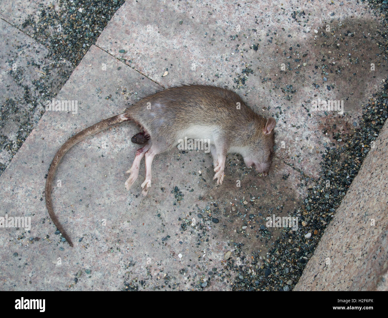 Eklige ratte -Fotos und -Bildmaterial in hoher Auflösung – Alamy