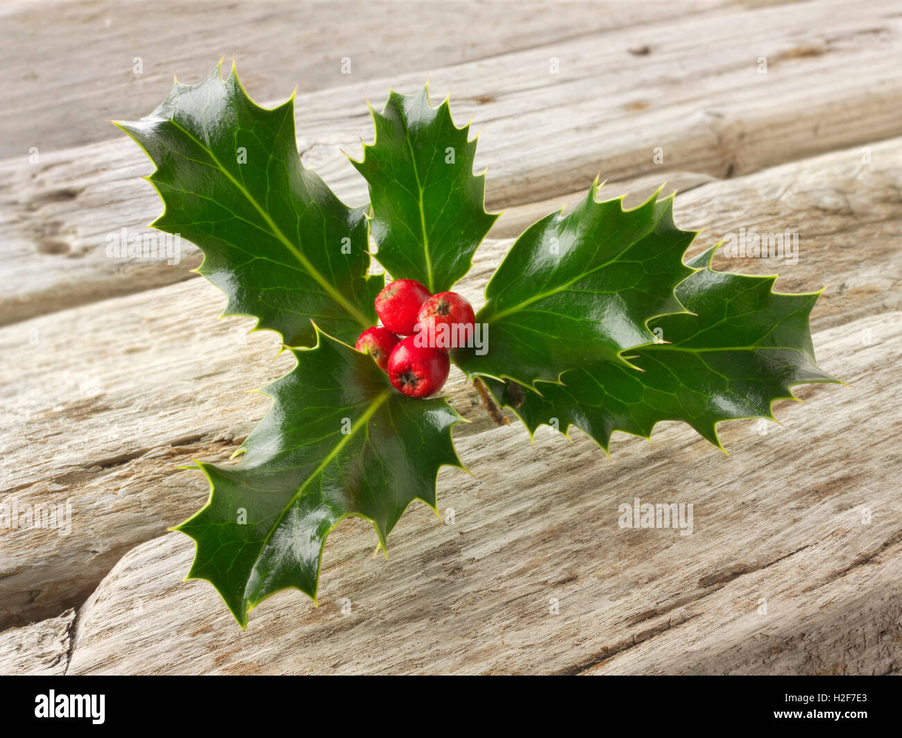 Festliche saisonale Holly Blätter mit roten Beeren - Ilex aquifolium Stockfoto