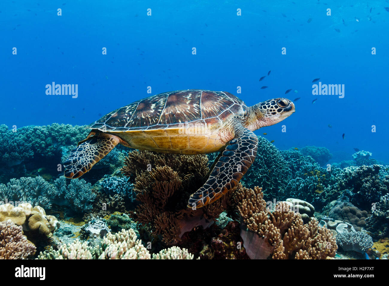 Suppenschildkröte (Chelonia Mydas) Apo Island, Philippinen Stockfoto
