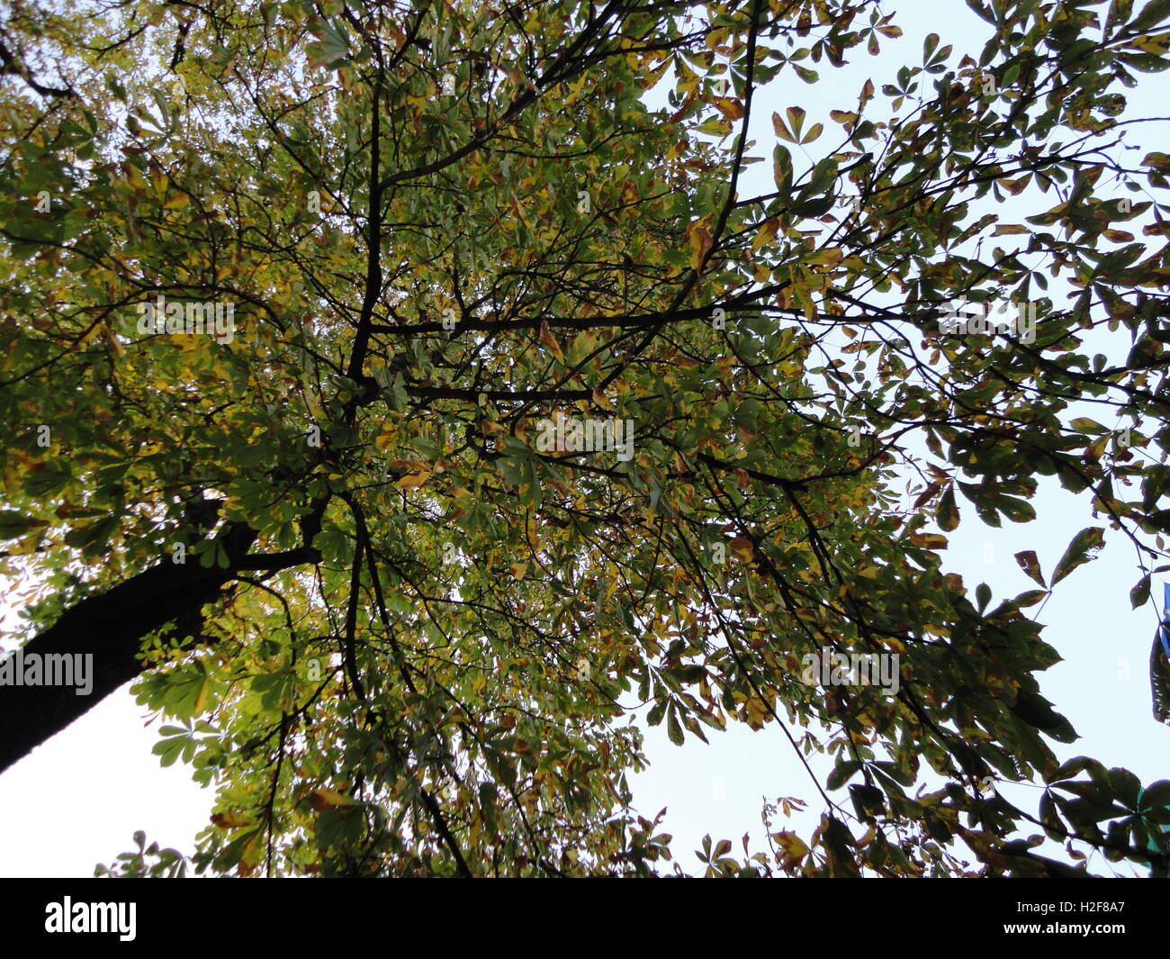 Einen schönen Baum mit grünen Blättern fotografiert von unten/unter Stockfoto